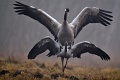 Żuraw - Common crane - Grus grus